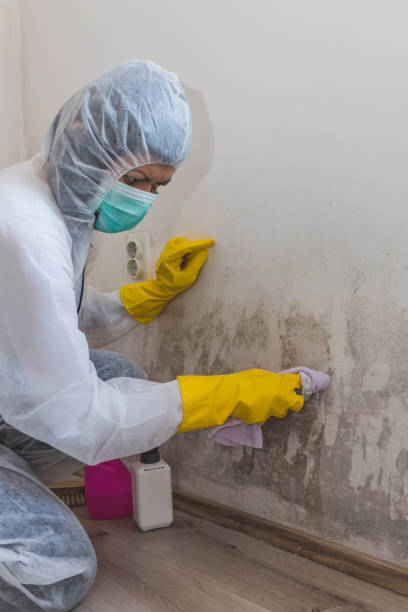 Best Forensic Mold Investigation  in Boston, MA