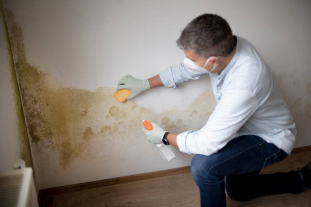 Best Crawl Space Mold Remediation  in Boston, MA