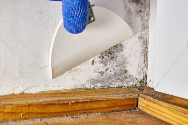 Best Attic Mold Removal  in Boston, MA