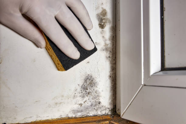 Best Mold Odor Removal Services  in Boston, MA