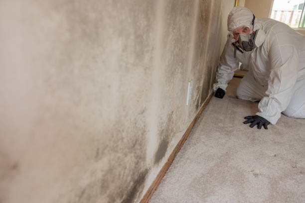 Best Environmental Consulting for Mold Prevention  in Boston, MA